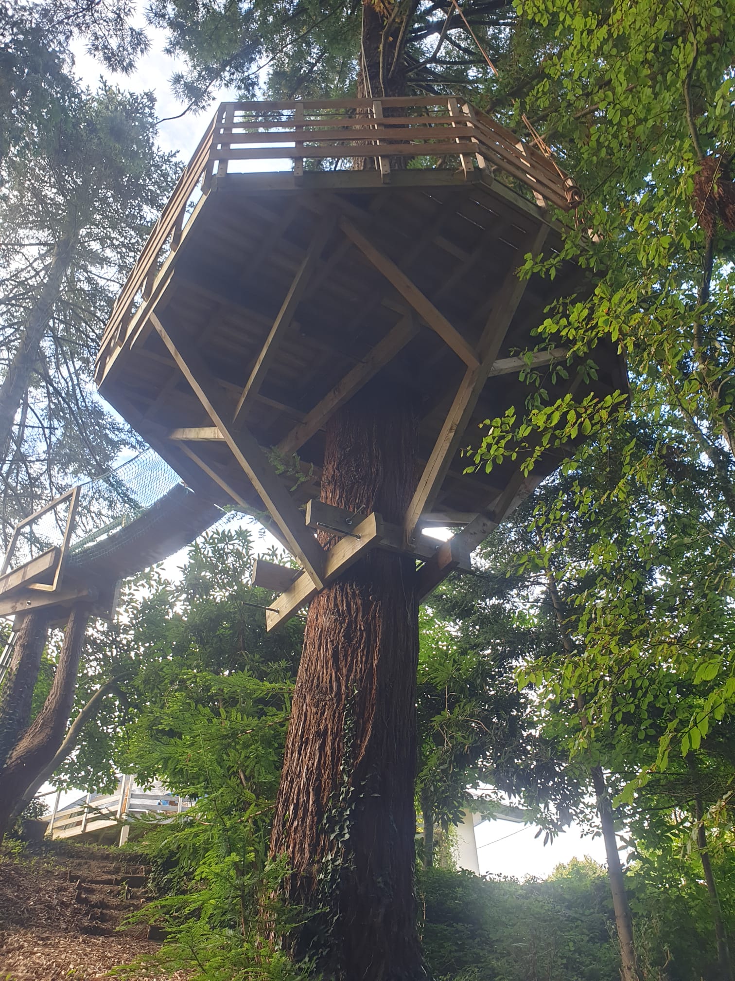 Plateforme perchée en bois construite autour d'un arbre, vue en contre-plongée