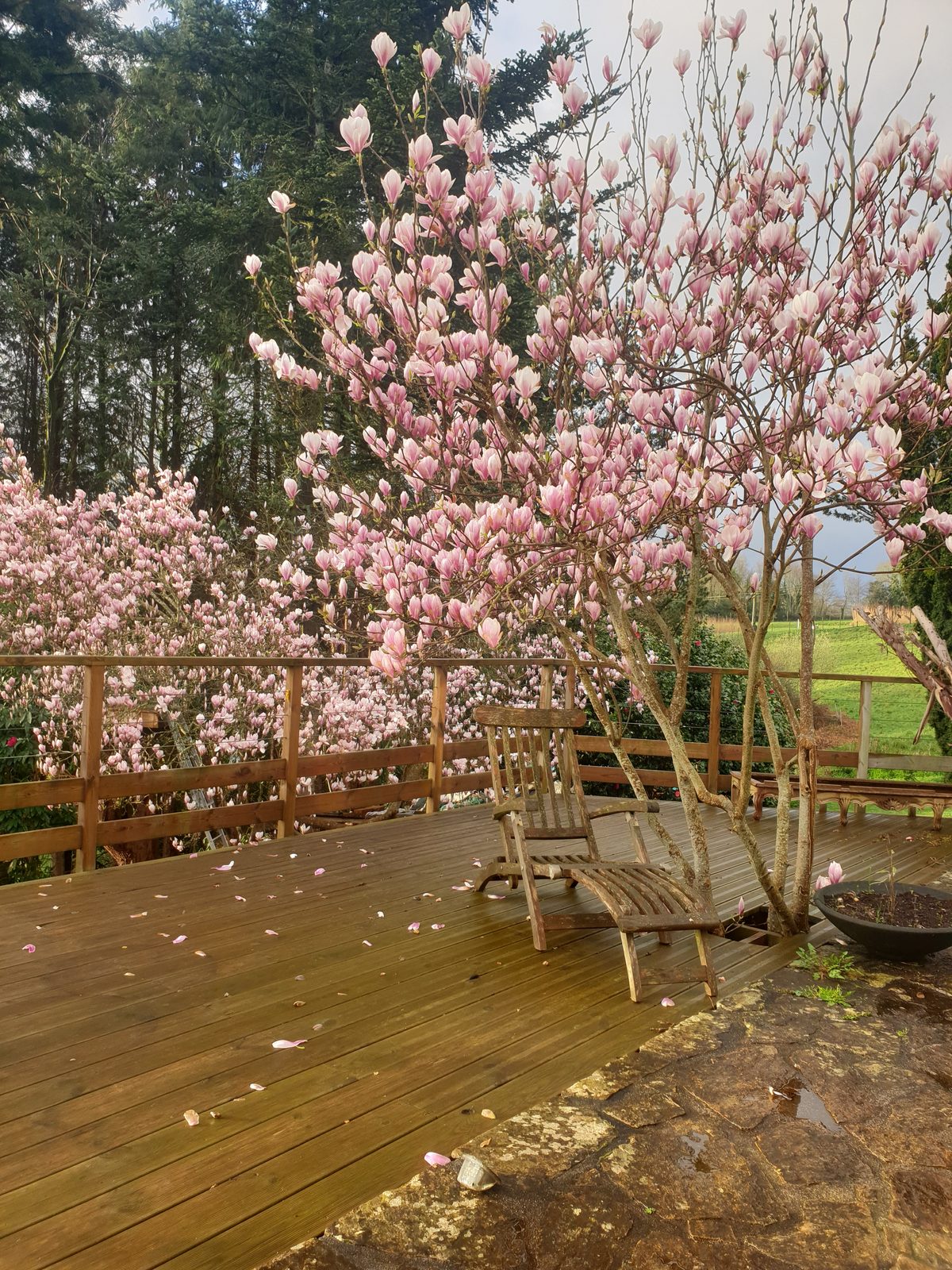 Terrasse en pin traité au printemps, magnolia en fleurs et salon de jardin