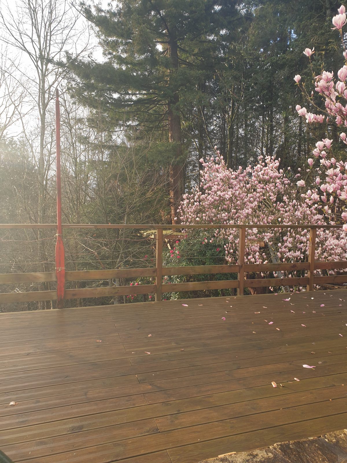 Terrasse en pin traité bordée d'un magnolia en fleurs